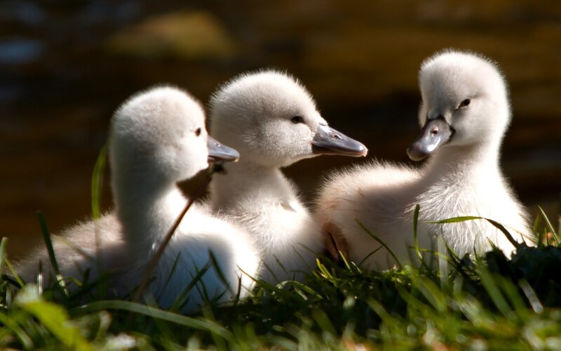 Three cygnets in the grass