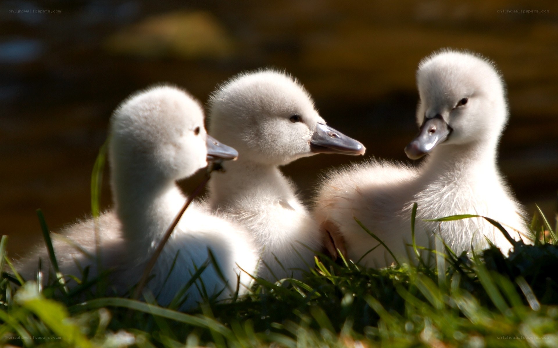 Three cygnets in the grass
