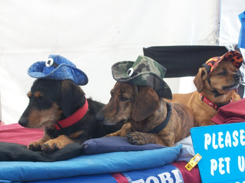 Three Dachshund Dogs — Blue