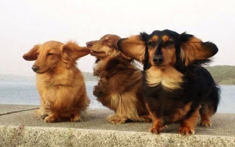 Three Dachshund Dogs — Brown, Calm, Photograph