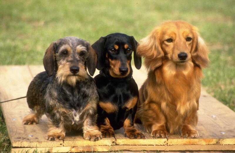 Three Dachshund Dogs — Brown, Calm