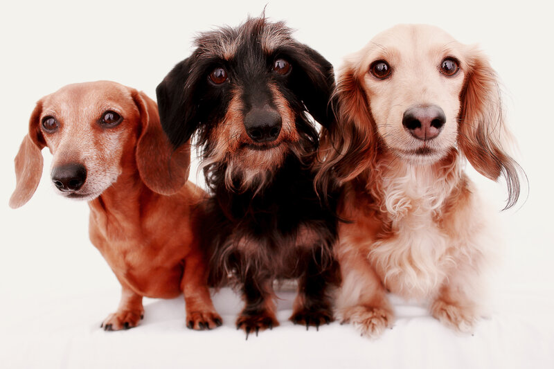 Three Dachshund Dogs — Brown, Neutral