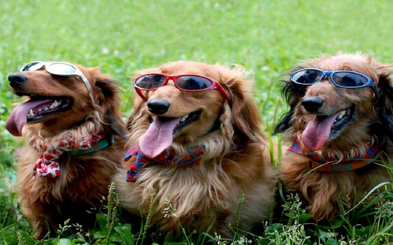Three Dachshund Dogs — Brown, Playful