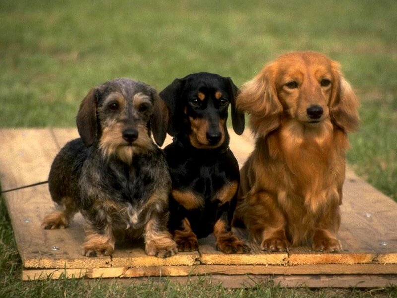 Three Dachshund Dogs — Brown