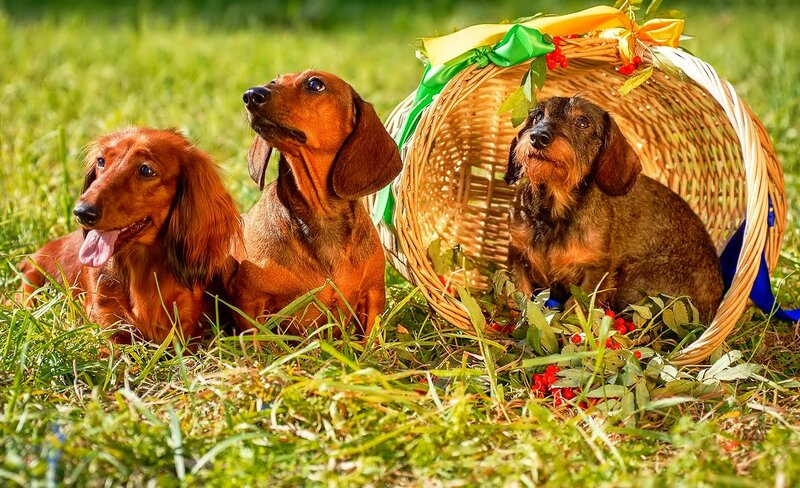 Three Dachshund Dogs — Green