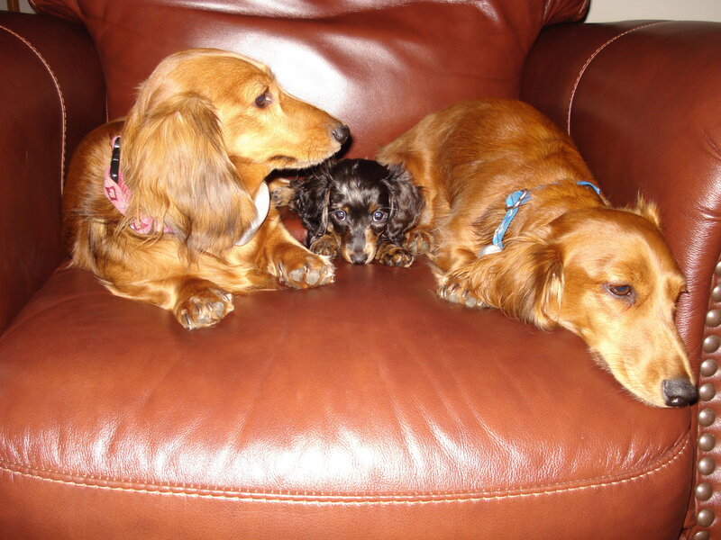Three Dachshund Dogs