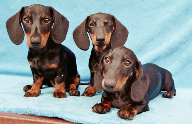 Three Dachshund Puppies — Blue