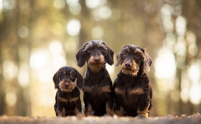 Three Dachshund Puppies — Brown, Calm
