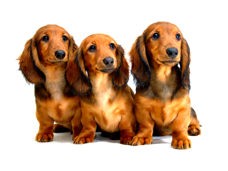 Three Dachshund Puppies — Brown