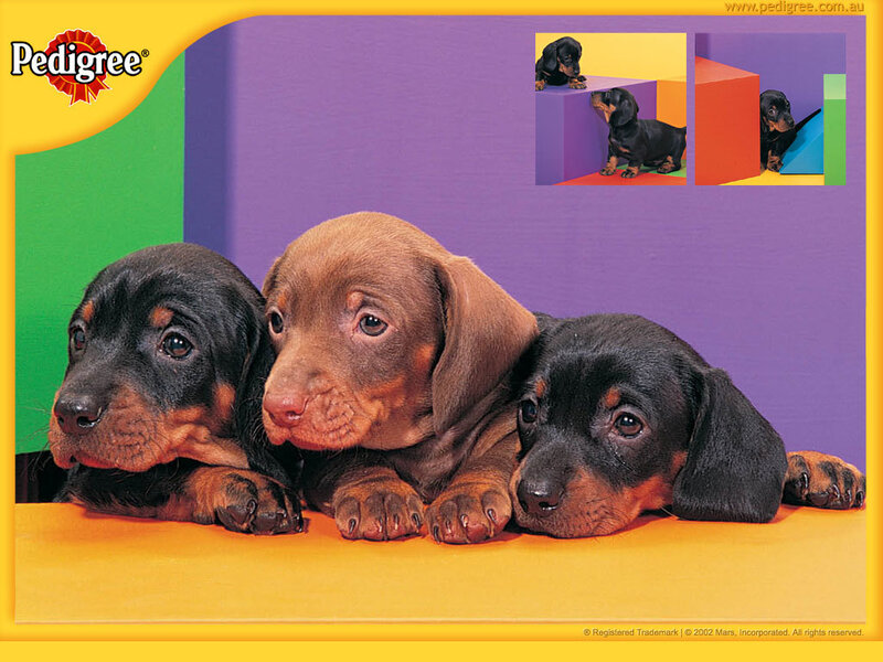 three dachshund puppies