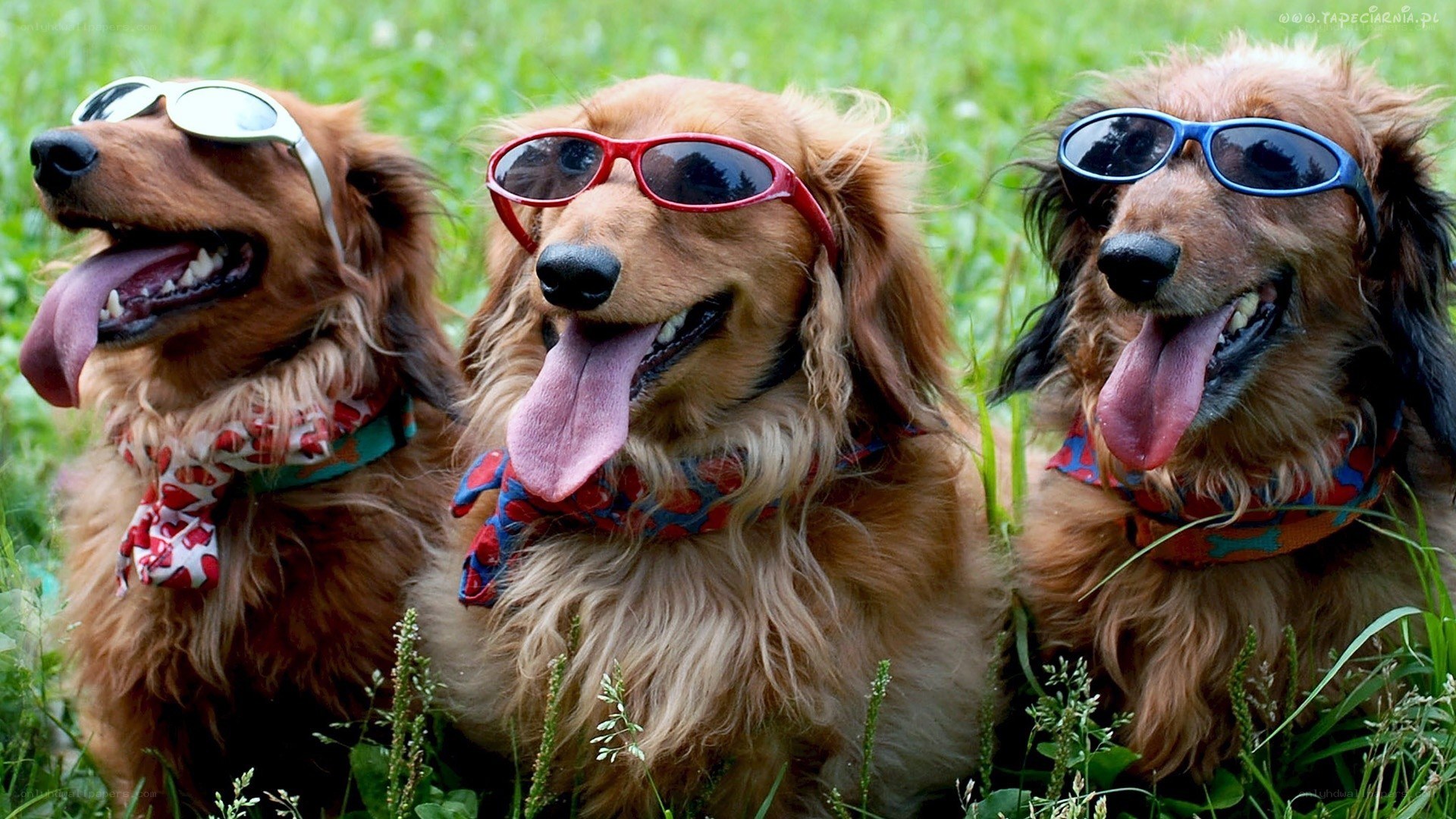 three dachshunds wearing sunglasses