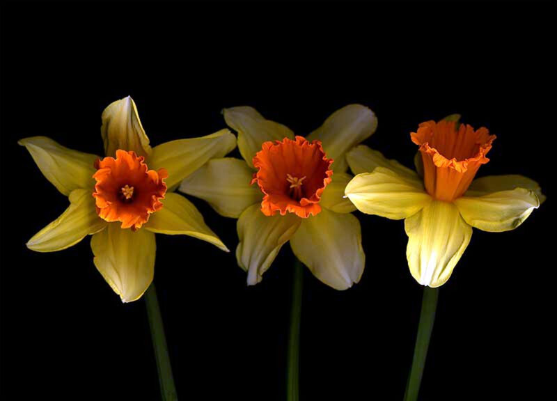 Three daffodils on black background