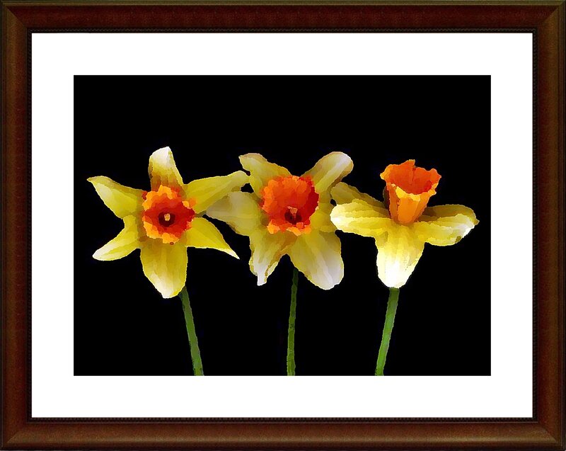 Three daffodils on black
