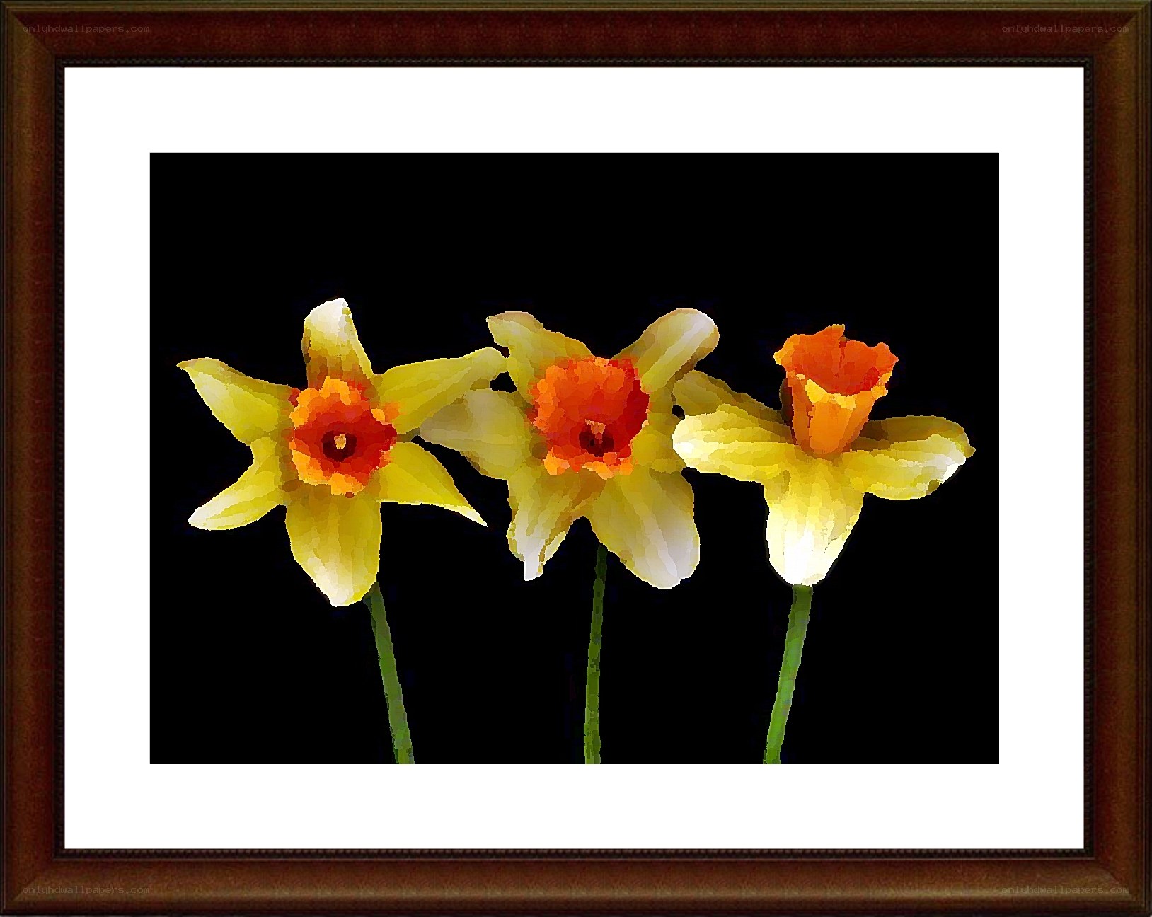 Three daffodils on black