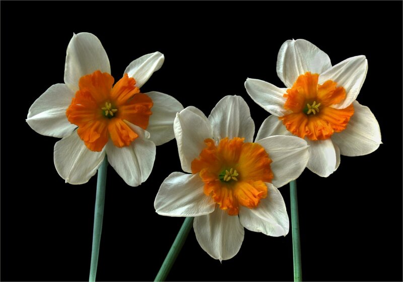 Three Daffodils