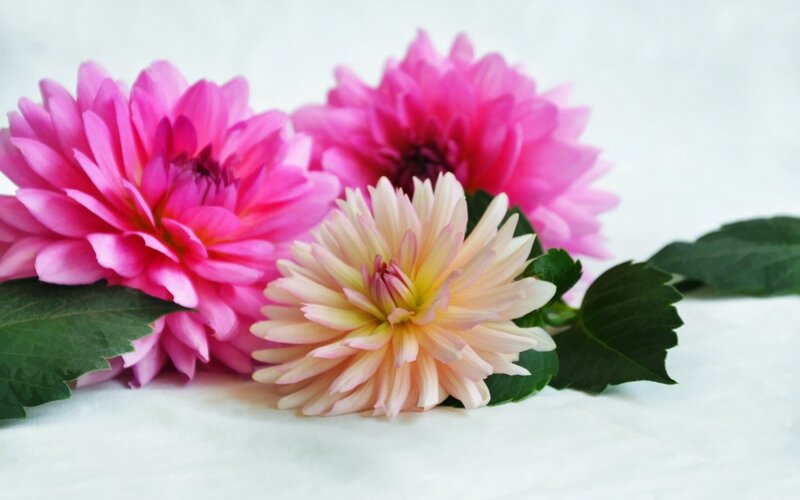 Three Dahlia Flowers — Pink