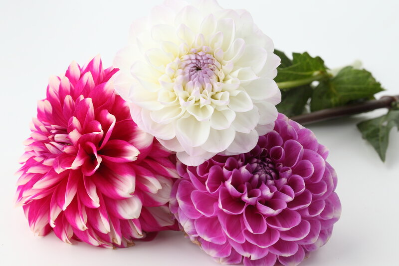Three Dahlia Flowers