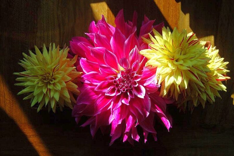 Three Dahlias in Sunlight