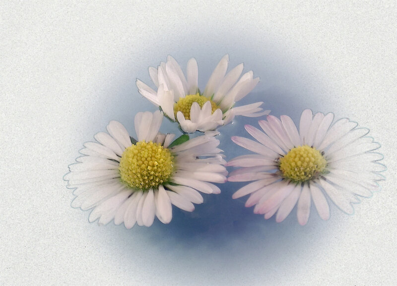 Three Daisies Floating