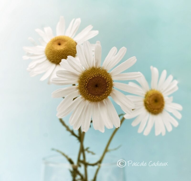 Three Daisies in a Vase