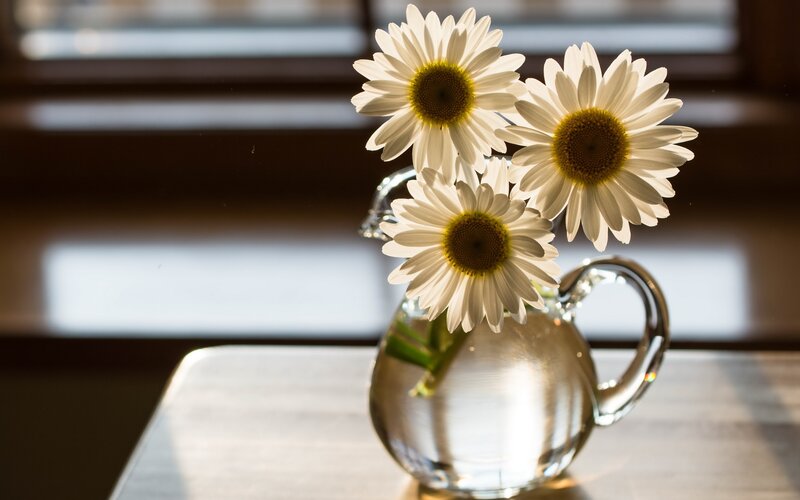 Three Daisies in a Vase — White