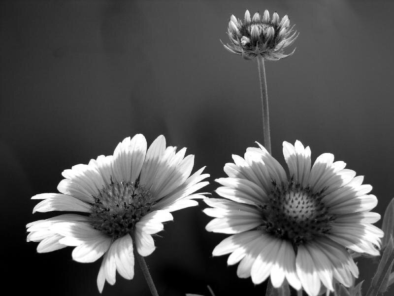 Three Daisies in Black and White — Serene