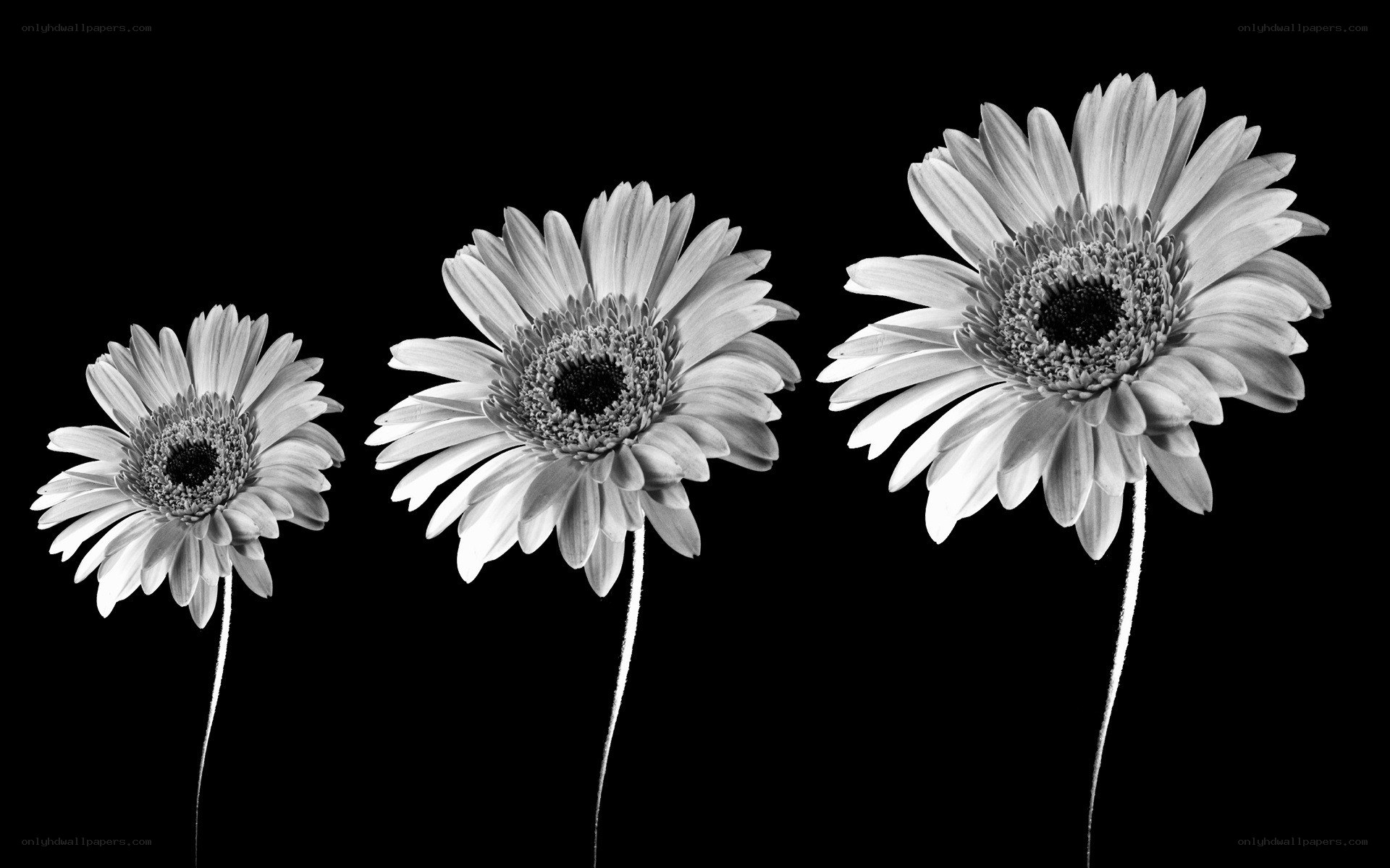 Three daisies in black and white
