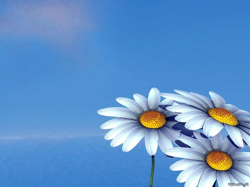 Three Daisies in Bloom