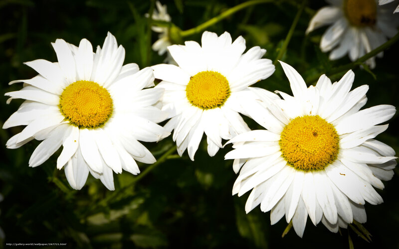 Three Daisies in Bloom — White