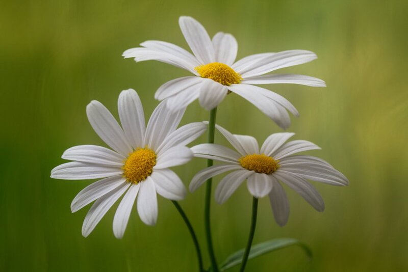 Three Daisies in Field