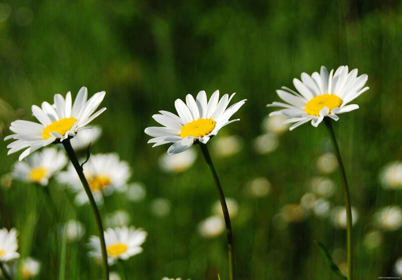 Three Daisies in Field — White, Serene