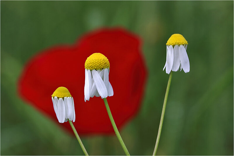 Three Daisies in Field — White
