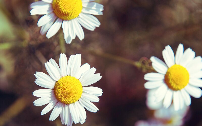 Three Daisies in Focus