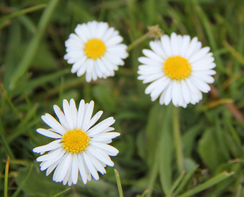 Three Daisies in Grass