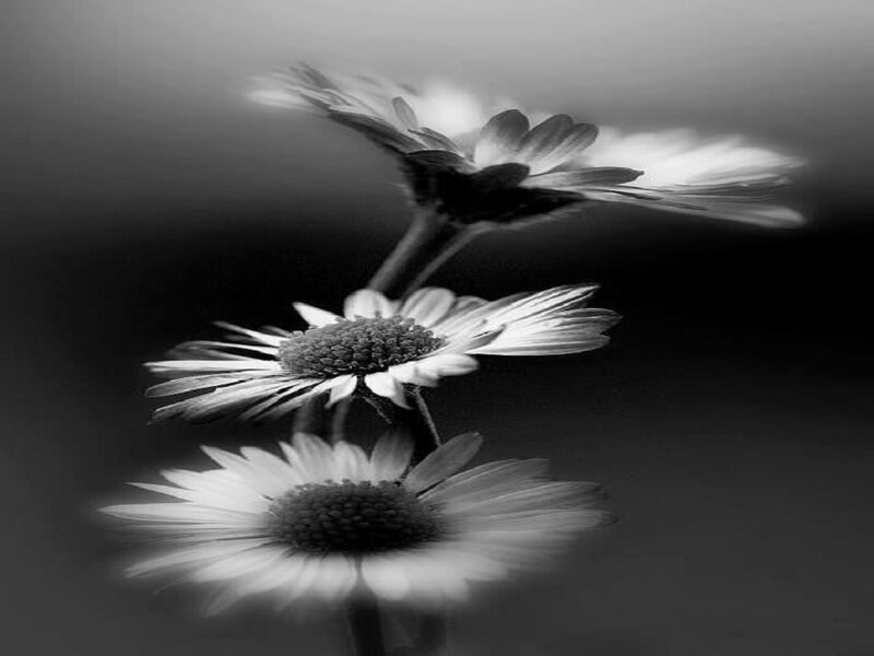 Three Daisies in Motion