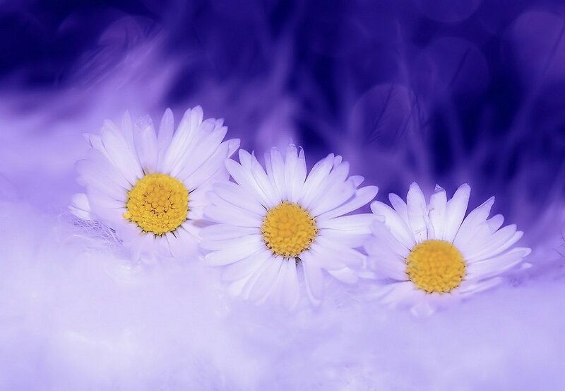 Three Daisies in Purple — Serene