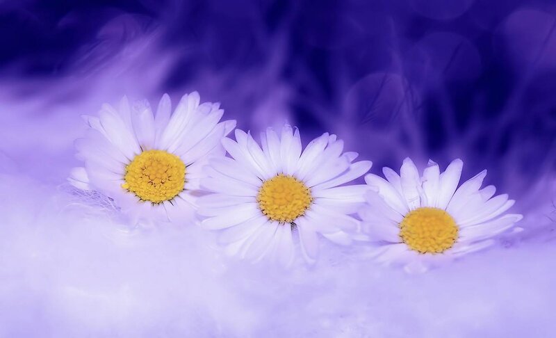 Three Daisies in Purple