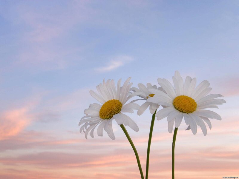 Three Daisies in Sky
