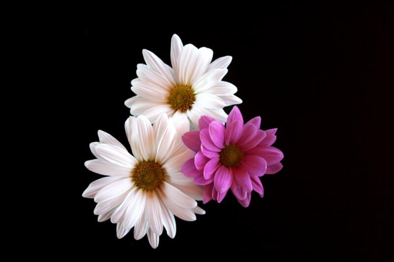 Three Daisies on Black