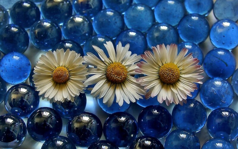 Three Daisies on Blue Beads — Calm