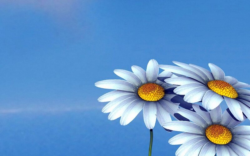 Three Daisies on Blue