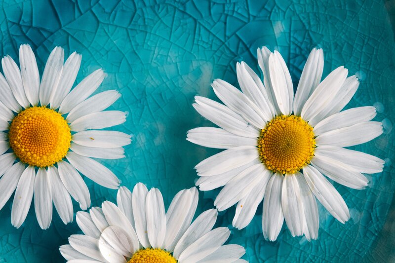 Three Daisies on Blue — White, Calm