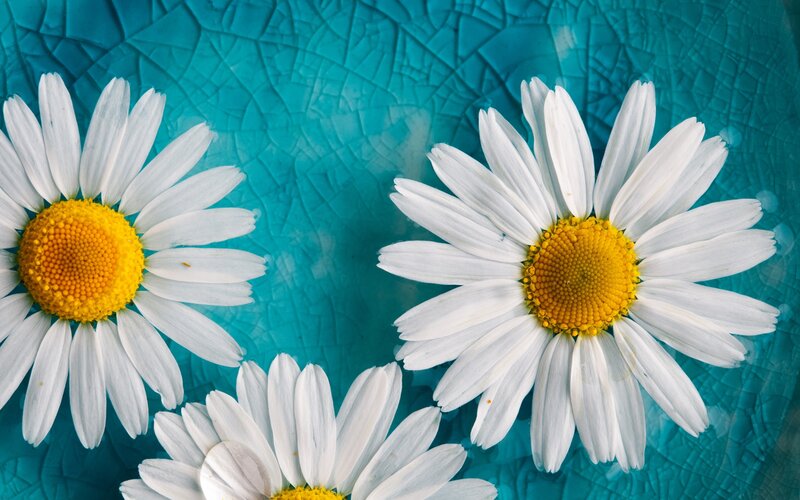 Three Daisies on Blue — White