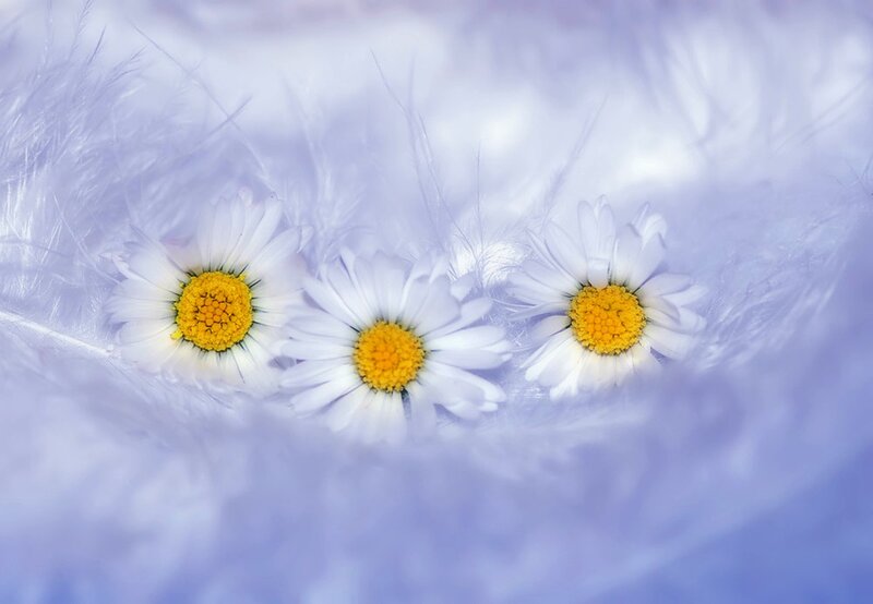 Three Daisies on Feathers