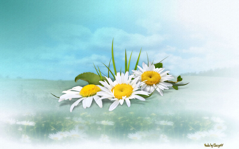 Three Daisies on Grass