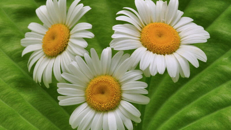 Three Daisies on Green Leaves