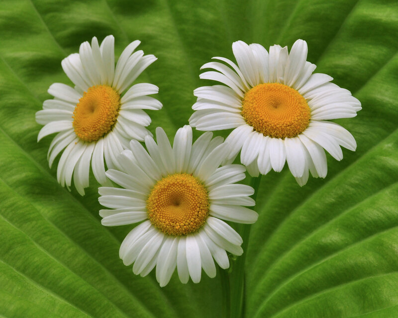 Three Daisies on Leaf