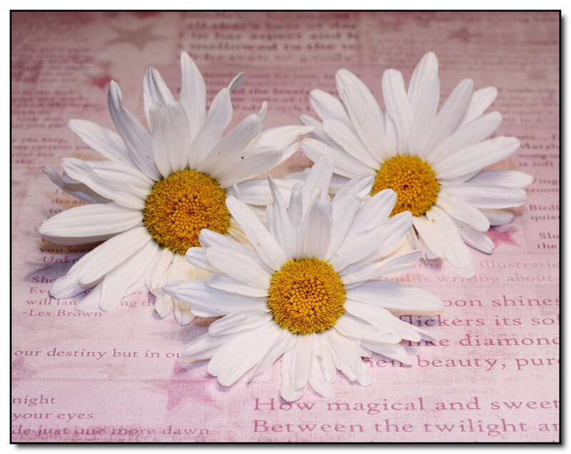 Three Daisies on Paper