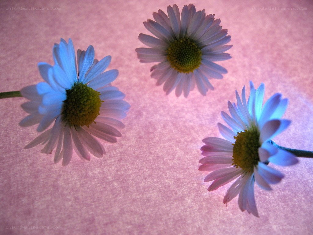 Three daisies on pink background
