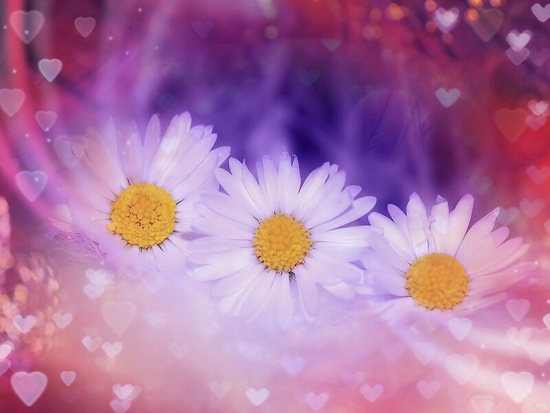 Three Daisies